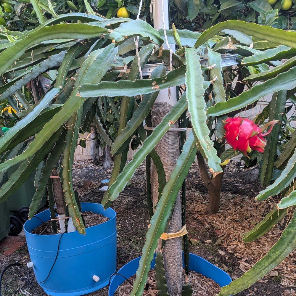Picture of the whole plant